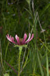 Tennessee purple coneflower